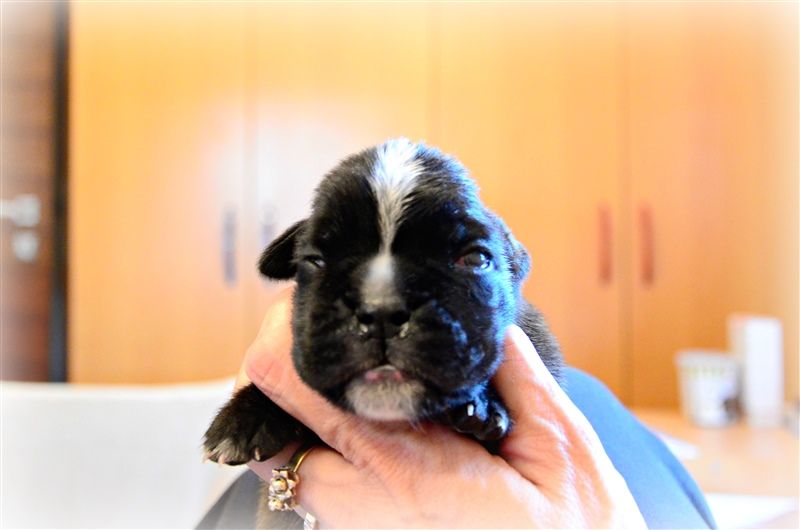 Frida, 11 days